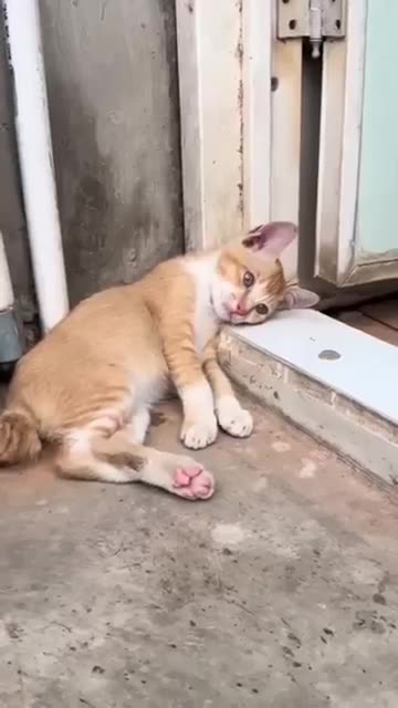 Cute Cat vs Puppy Showdown | Funny Pet Moments