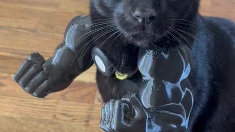 Black Cat Gets Muscular Arms