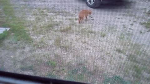 Mouse hunter.