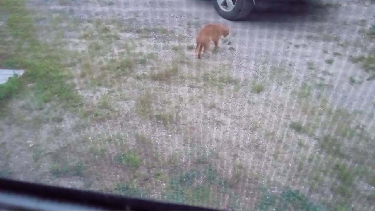 Mouse hunter.