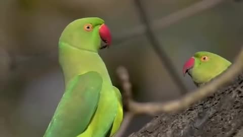 Aslme video