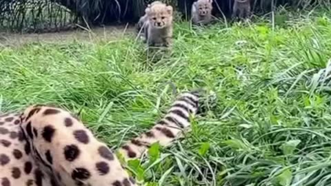 11/24/25 Powerball Decode/Potential Numbers. Read Description.