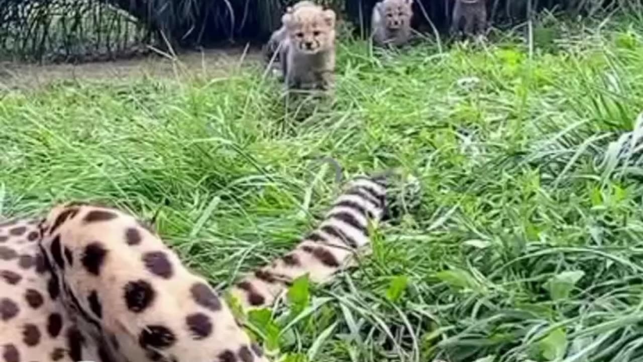 11/24/25 Powerball Decode/Potential Numbers. Read Description.