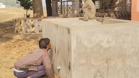 The man fun with monkeys 😂😂