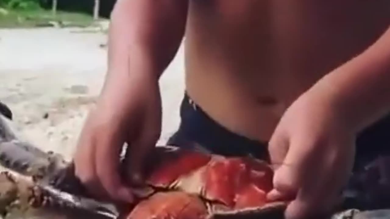 The Coconut 🦀 Crab