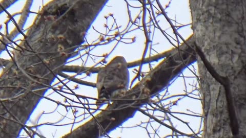 Broad-winged hawk