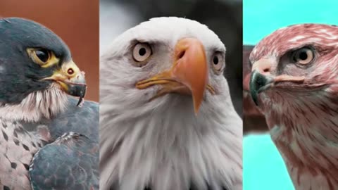 Which bird Hunter is better #falcon #hawk #eagle #birds #pets #pet #animallover