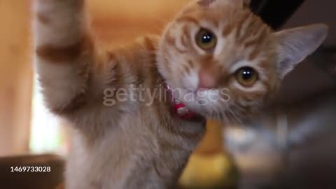 شوفوا كيف تصرفت هالقطة لما شافت شي ما عجبها!