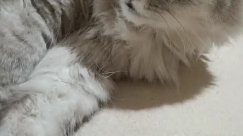 The Philosopher Cat: Eyes That See Everything… And Understand Nothing 😹