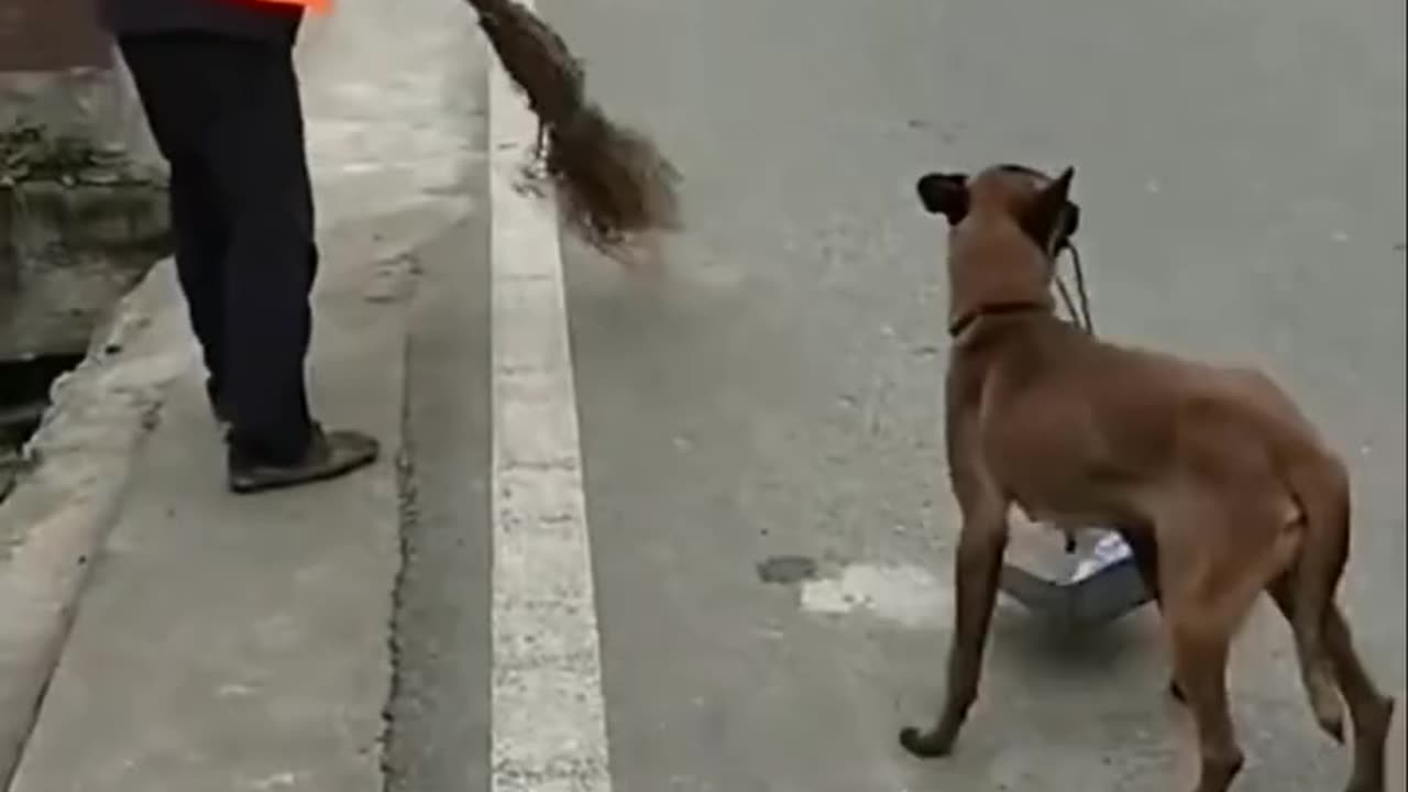 the smartest dog ever you won’t believe this! 🐶