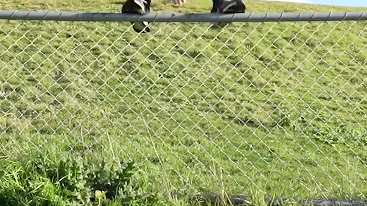 Funny animals video