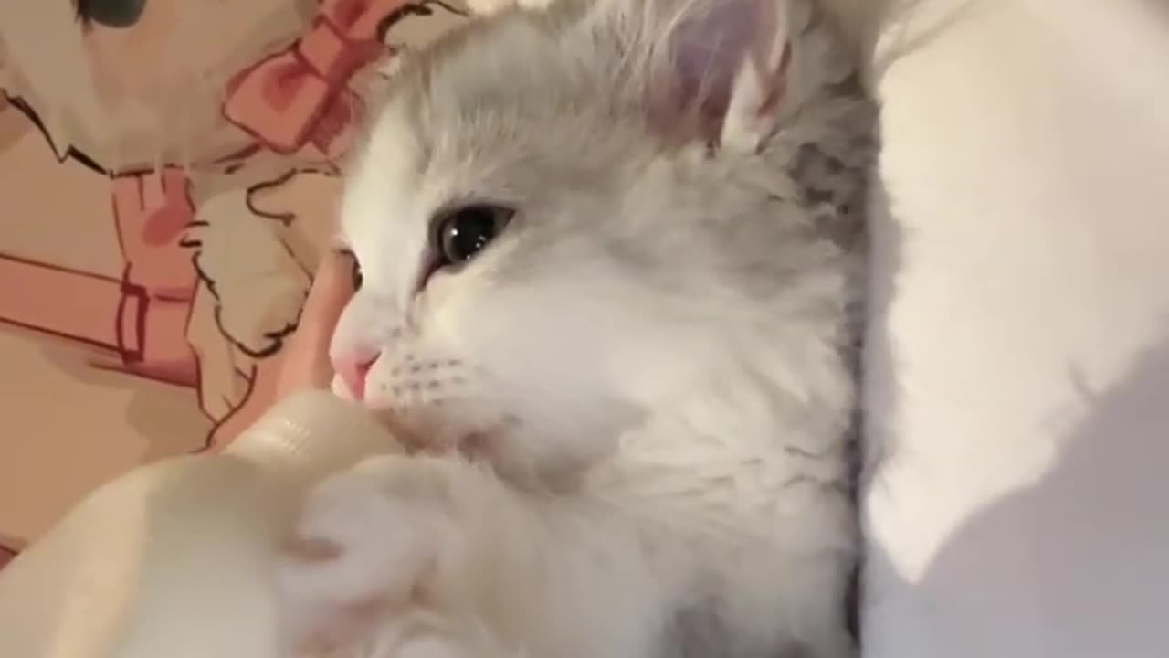 #cat #cats #catlovers...