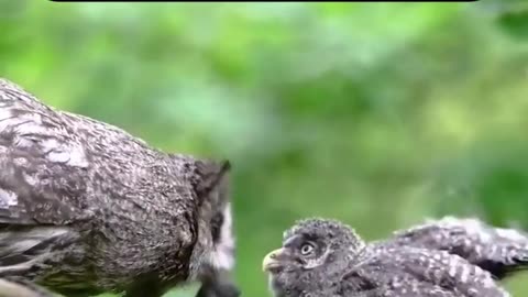 You Think Owls Are Cute? Think Again!