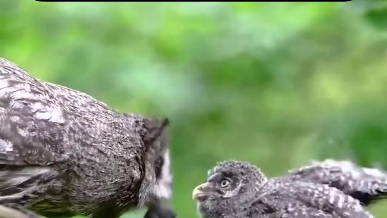 You Think Owls Are Cute? Think Again!