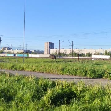 The moose is on the loose