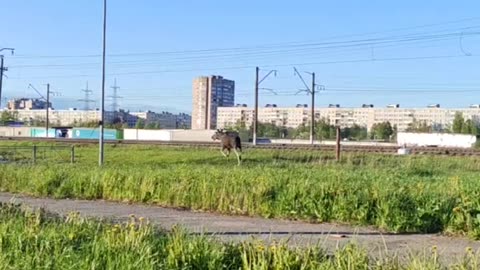 The moose is on the loose