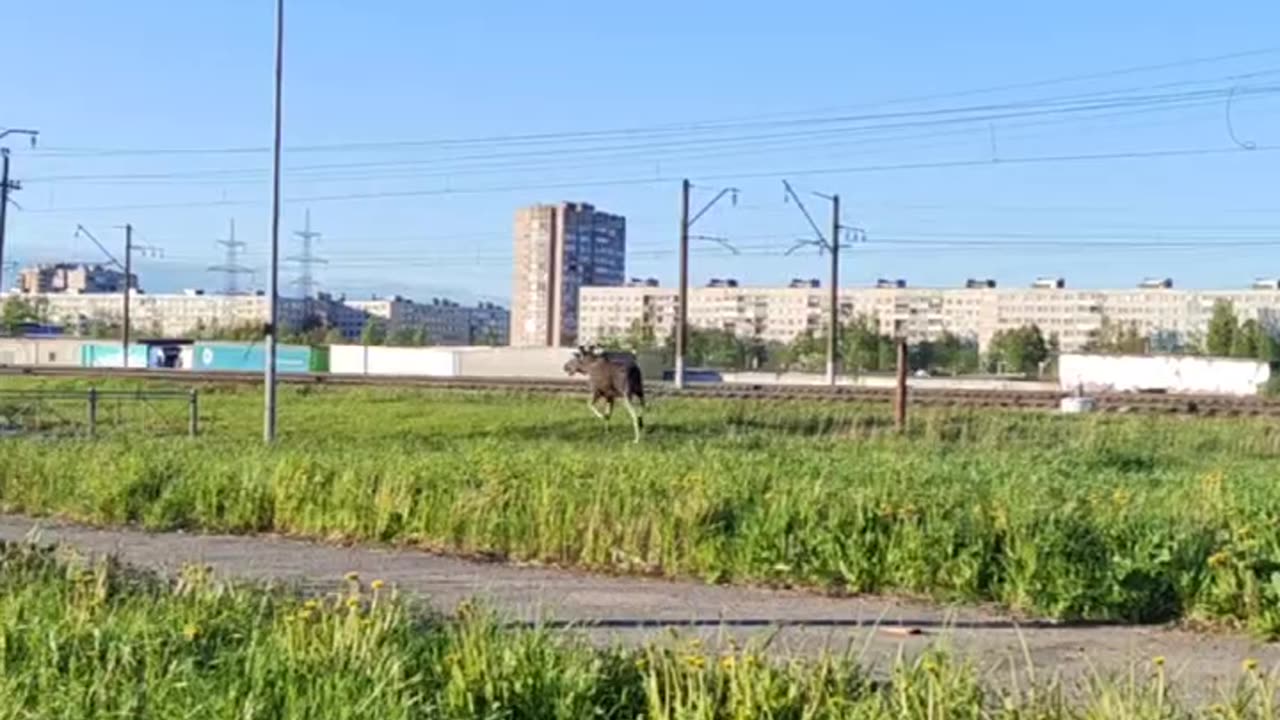 The moose is on the loose