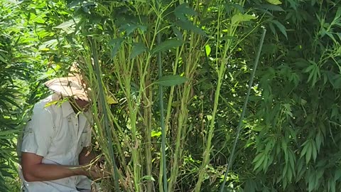 Pruning an Ice Dream Cake cannabis plant before it snaps off at the base