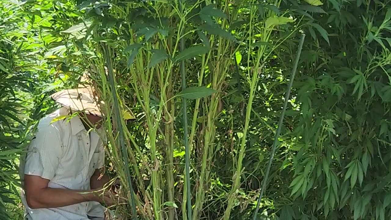 Pruning an Ice Dream Cake cannabis plant before it snaps off at the base