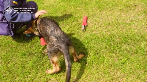 🐕‍🦺🇺🇦 Ukraine Russia War | Uri Training as a Rescue Dog with Ukraine's Emergency Service | RCF