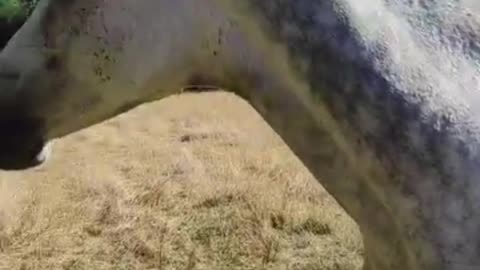 horse