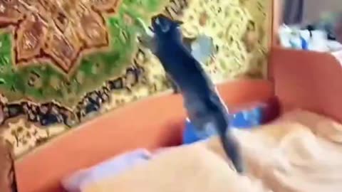 Cat Run!!!!! Parkour!!!!