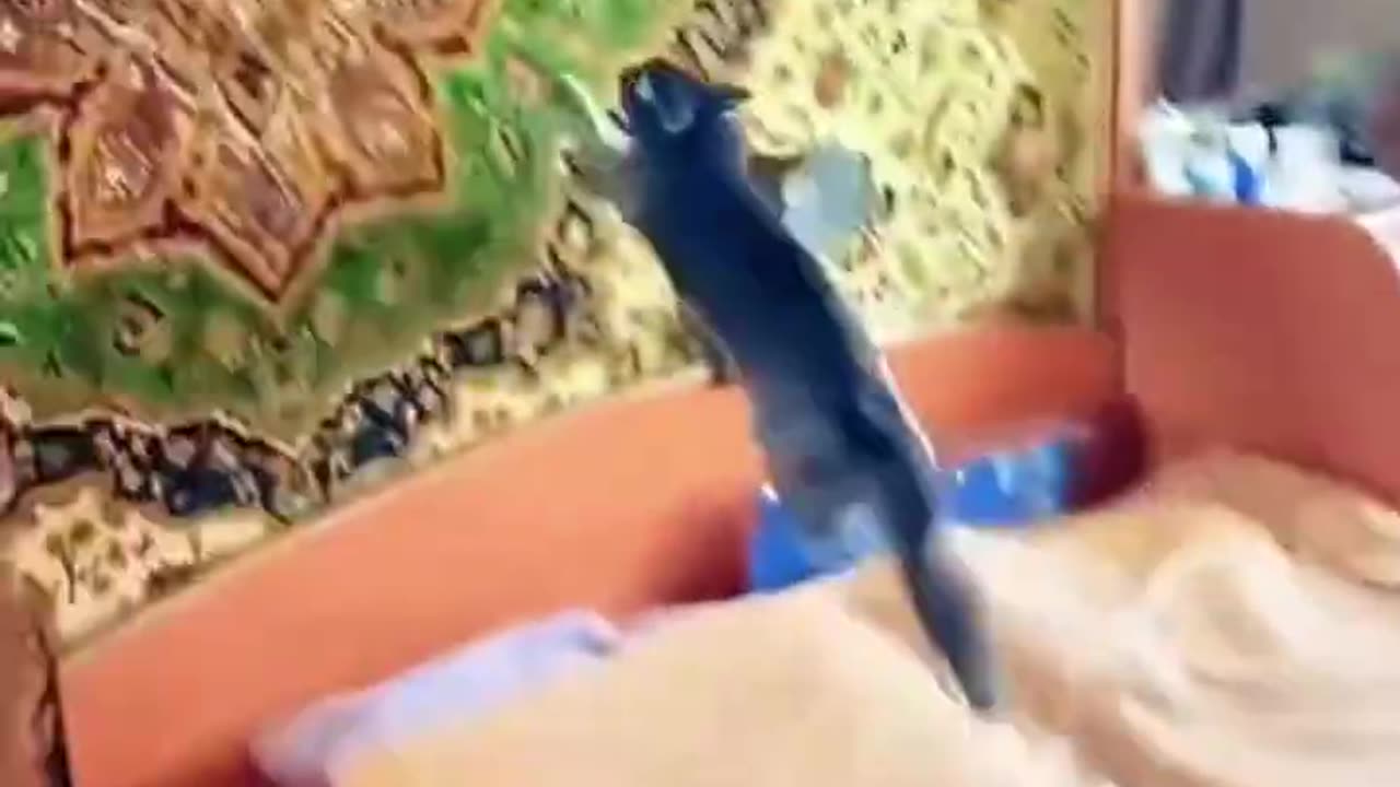 Cat Run!!!!! Parkour!!!!