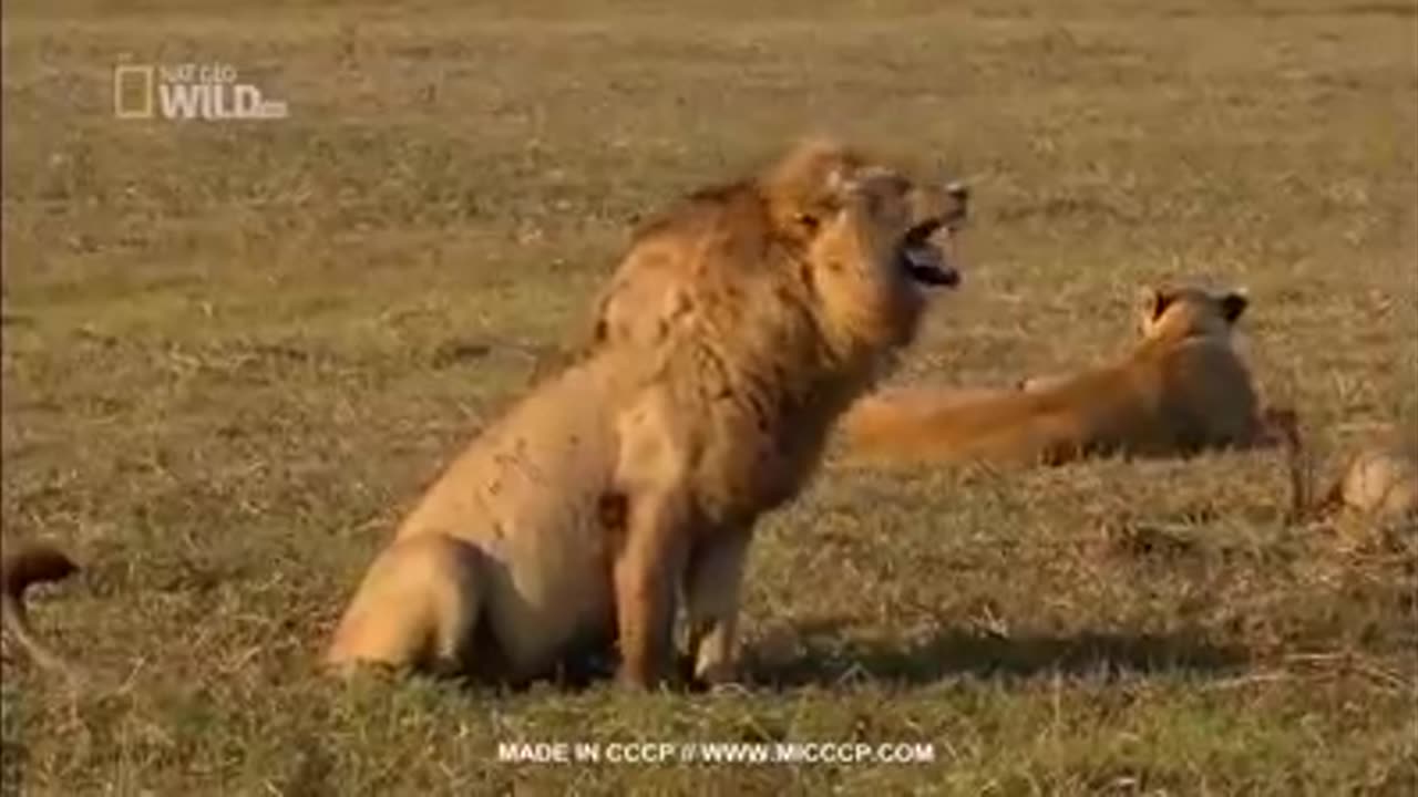 Laughing lion