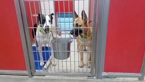 Lovey-tan 1y A855881 Carter-B&W 3y A787316 kennel 73 pod3 PACC shelter _20250604_170513
