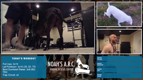 Gym Session w/Remy Pup [HAPPY Week 20!] - Back & Traps // Animal Rescue Stream :)