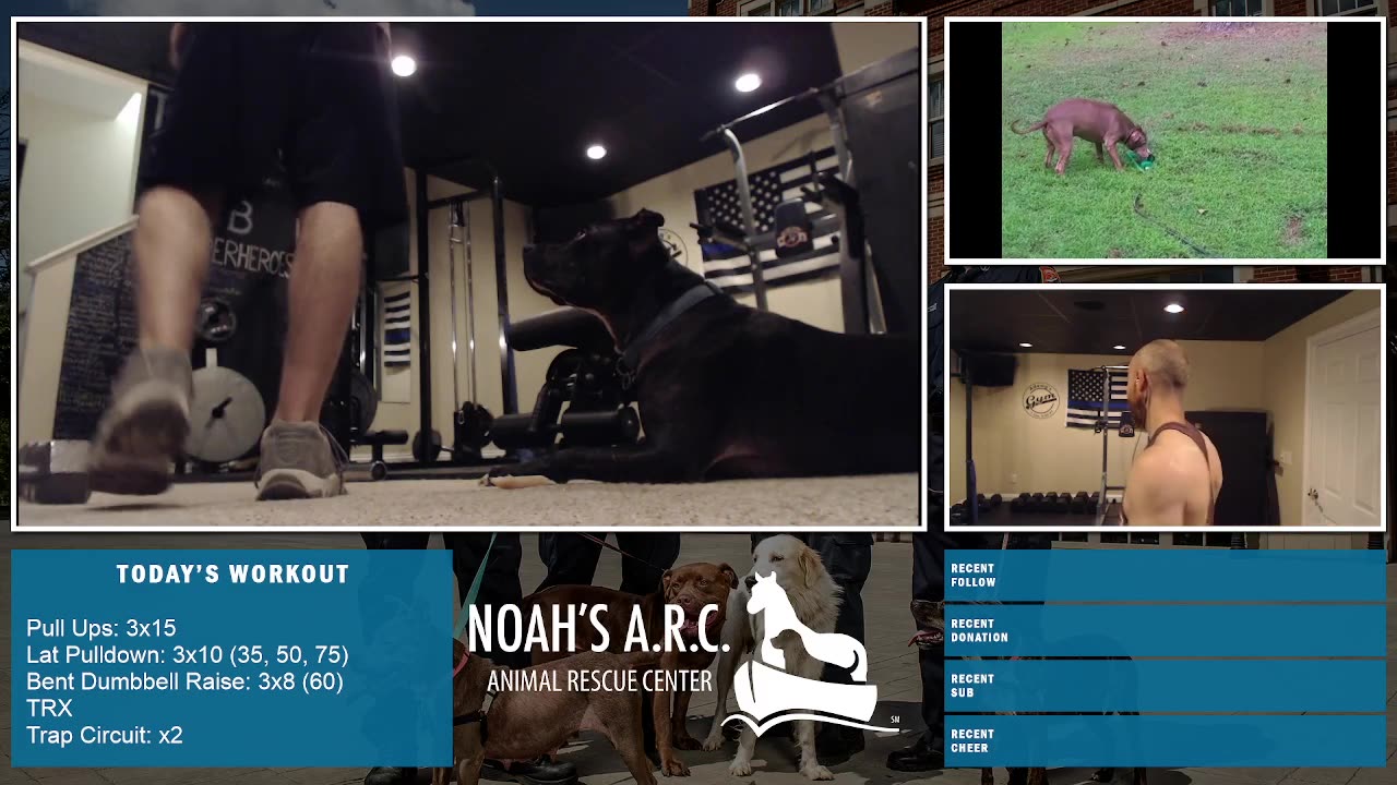 Gym Session w/Remy Pup [HAPPY Week 20!] - Back & Traps // Animal Rescue Stream :)