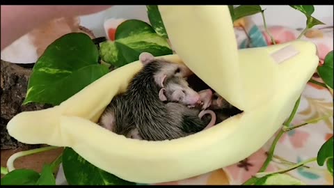 Opossum Joeys Cram Together for Cozy Snooze