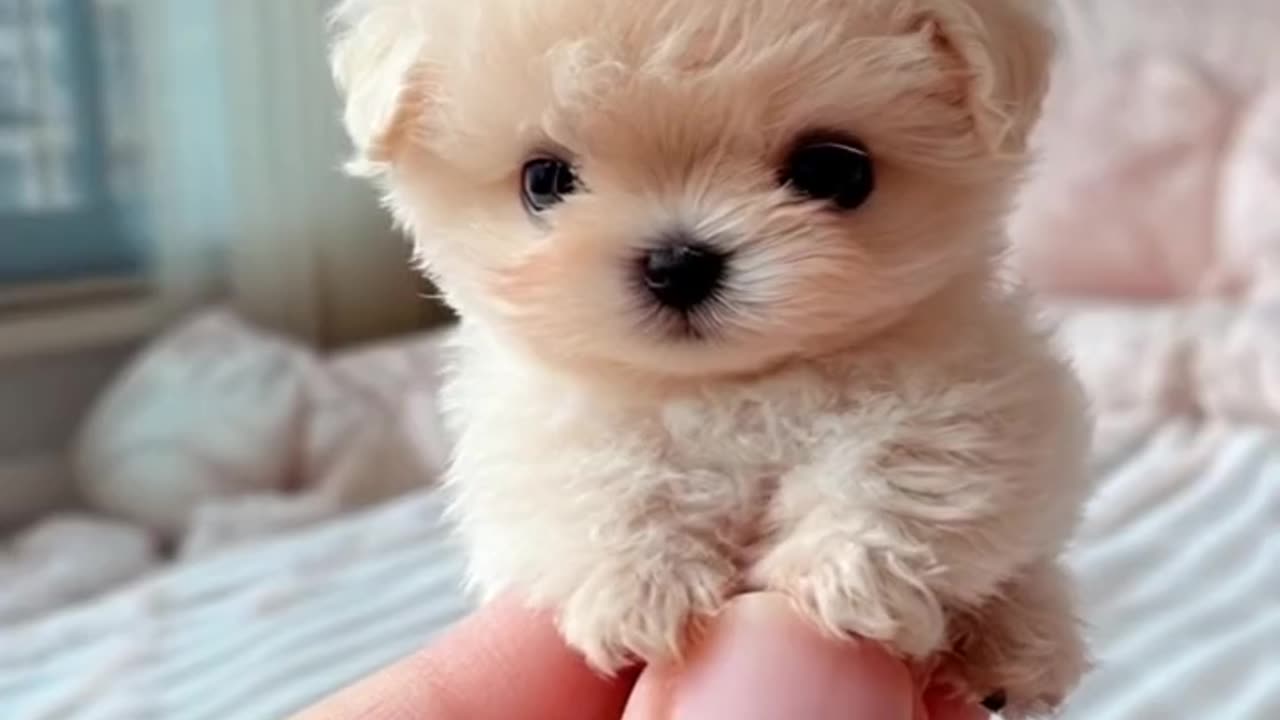 VERY CUTE DOG
