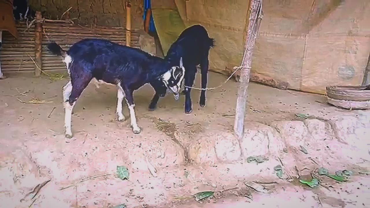 Amazing goat fighting between himself | Funny reaction video | |