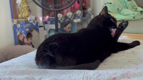 Cute Precious Piper Washes Behind Her Ears - My Adopted Shelter Cat Vlog