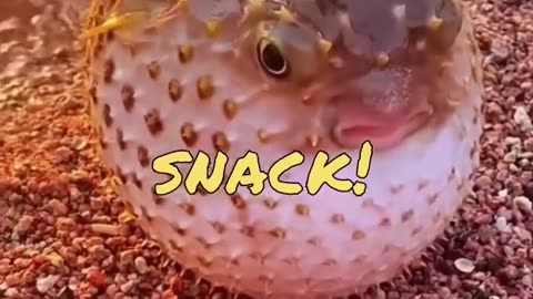 Funny animals