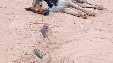 Super viral video and funny, animals amazing