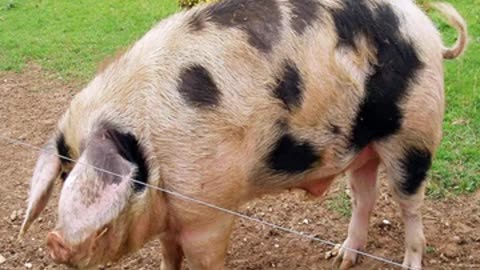 Momento Malum Today Episode 168 Canadian Yorkshire Pig Pedigree