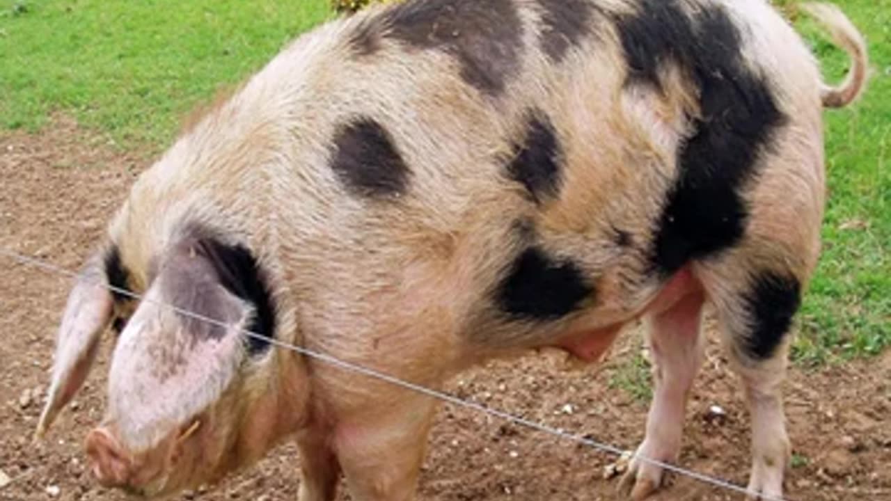 Momento Malum Today Episode 168 Canadian Yorkshire Pig Pedigree