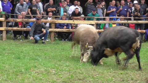 Peran od Šahbazovića vs Golubić od Alića Stražbenica 2025