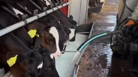 Milk Time for the Little Calves – What a Rush! 🐄💦