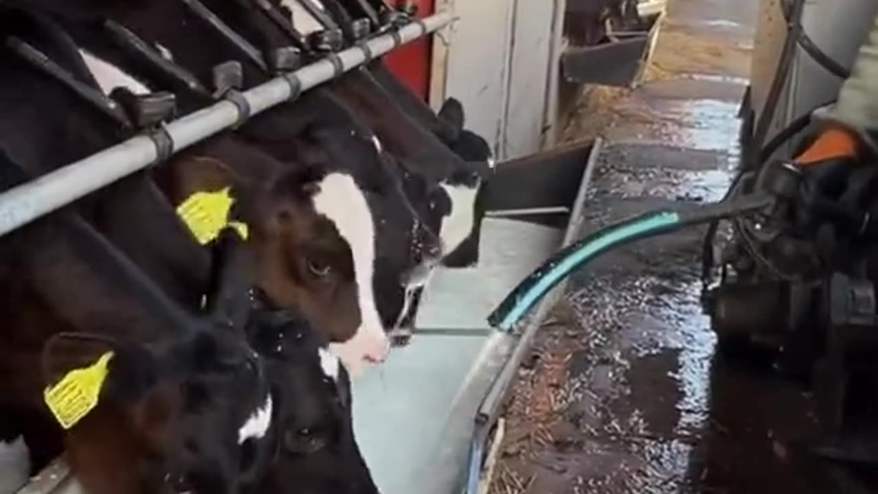 Milk Time for the Little Calves – What a Rush! 🐄💦