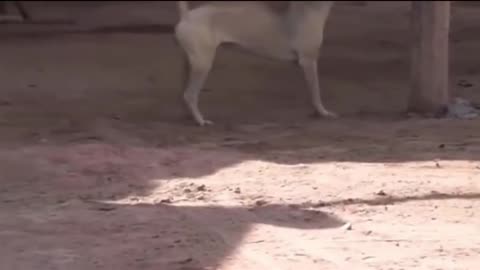 Fack Lion vs real dogs life Comedy Video's 😂 funny videos 🤣 so cute videos 😍