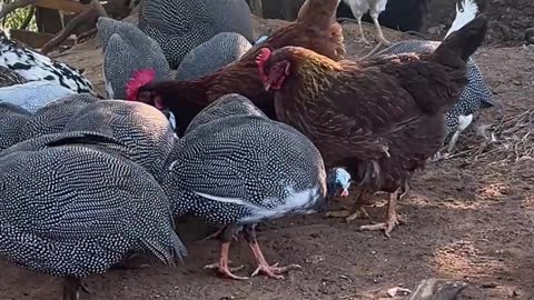 Chickens won't share their snacks