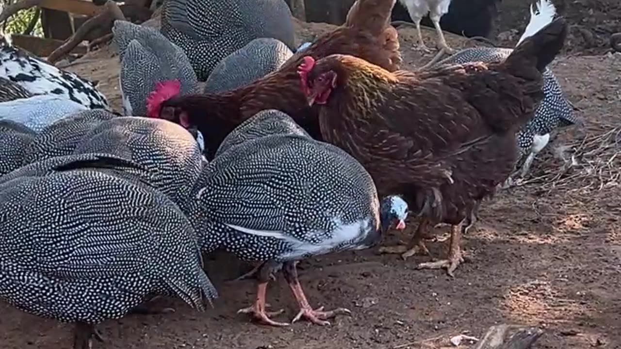 Chickens won't share their snacks