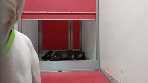 Winnie@gate-lite 2y A867482 Tyre 1y A873358 kennel 173 PACC shelter mad, I'm in her space20250730501