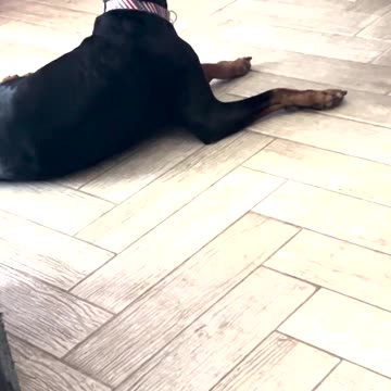 Jamming with my Doberman