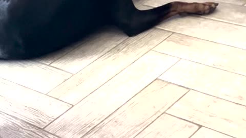 Jamming with my Doberman