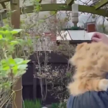 This man leaves out his cat’s fur so birds can use it to make their nests.. 😊