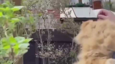 This man leaves out his cat’s fur so birds can use it to make their nests.. 😊